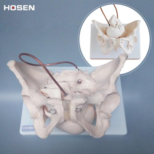 女性骨盆模型胎儿头骨骨骼妇产科助产分娩耻骨其他模型玩具